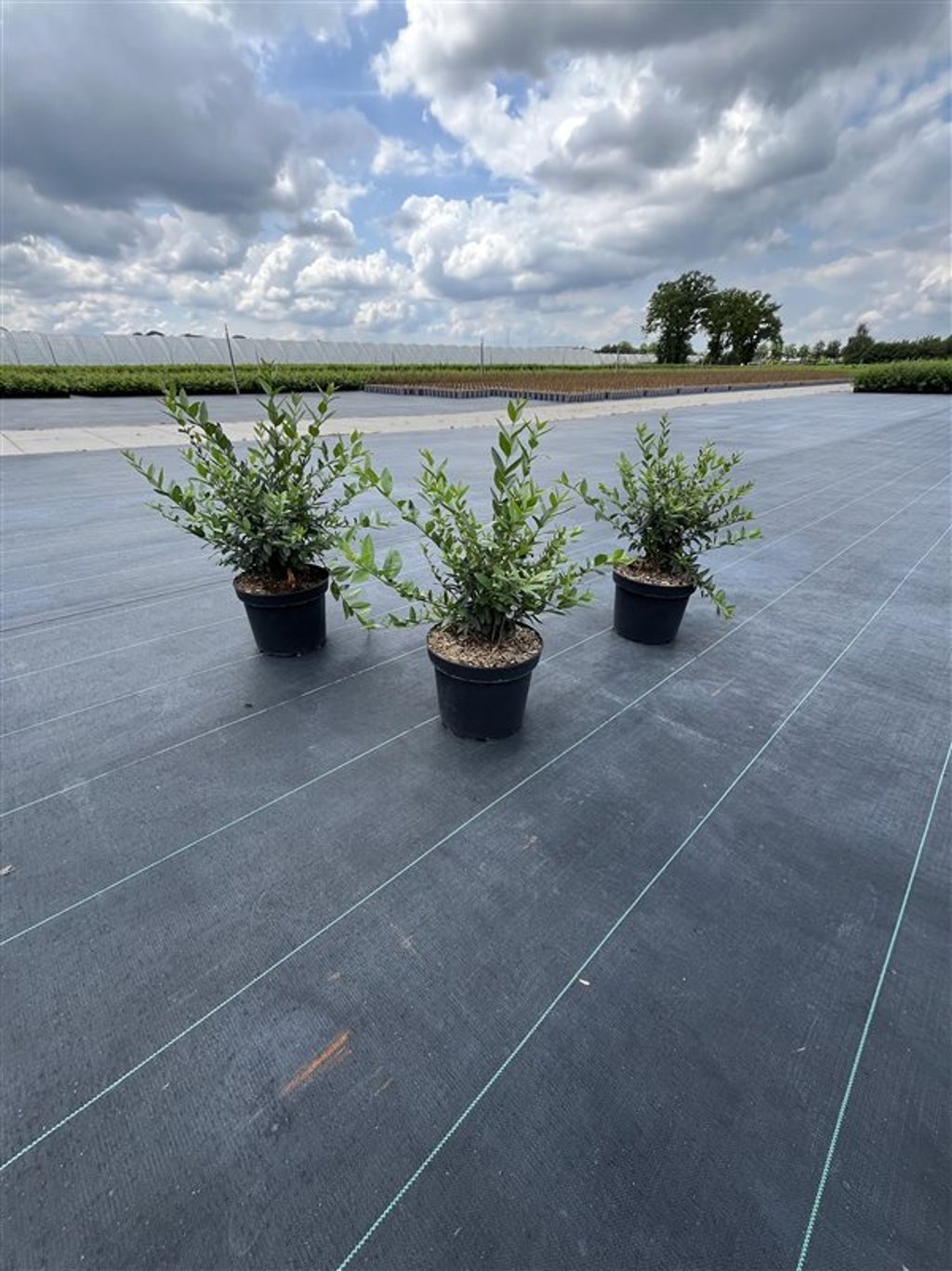 Ligustrum vulg. 'Lodense' - C5 25-30 CM